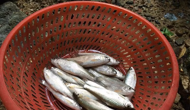 Cá niên kiếm ăn vào ban đêm. Thức ăn của nó là rong, rêu hoặc các con vật nhỏ ở các tảng, vách đá dưới lòng sông, suối. Ảnh: tinmoi.