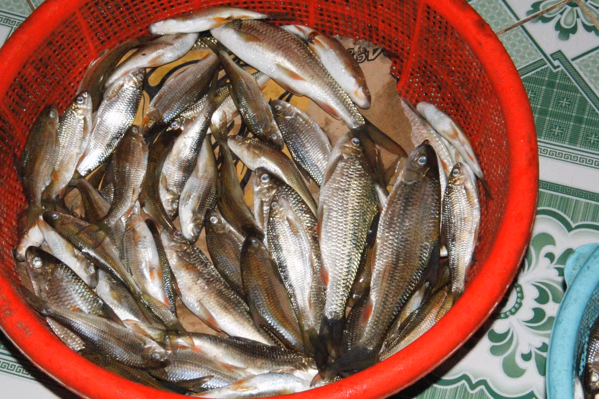 Thịt cá niên trắng, thơm, không tanh, xương rất cứng và có nhiều xương hom. Ruột của cá niên rất đắng. Ảnh: thanhnien.