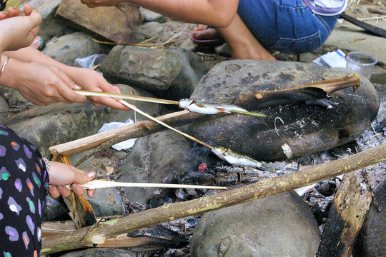 Cá niên thường sống theo bầy đàn. Chúng luôn bơi ngược dòng nước xiết nhưng không bao giờ vượt thác. Ảnh: nld.