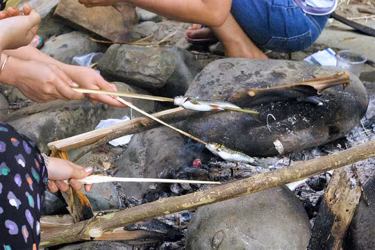 Cá niên thường sống theo bầy đàn. Chúng luôn bơi ngược dòng nước xiết nhưng không bao giờ vượt thác. Ảnh: nld.