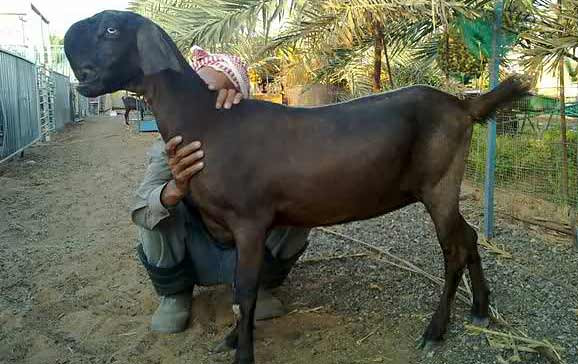 So với những giống dê khác, dê Damascus có ngoại hình to lớn hơn nhiều. Chúng có thể đẻ từ 3-4 con con một lần. Ảnh: imgur.