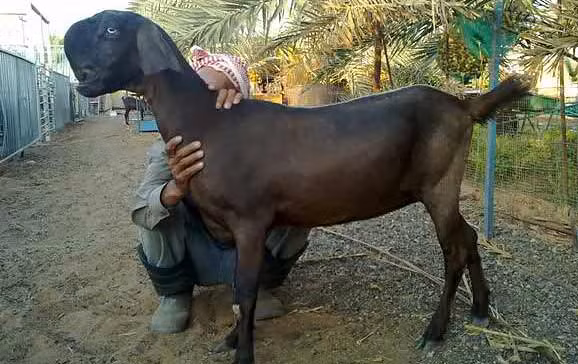 So với những giống dê khác, dê Damascus có ngoại hình to lớn hơn nhiều. Chúng có thể đẻ từ 3-4 con con một lần. Ảnh: imgur.