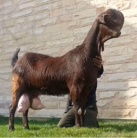 Thậm chí, tại đây, người ta còn tổ chức ra những cuộc thi tìm kiếm con dê Damascus có khuôn mặt đẹp nhất theo tiêu chí chọn lựa riêng của họ. Ảnh: pinimg.