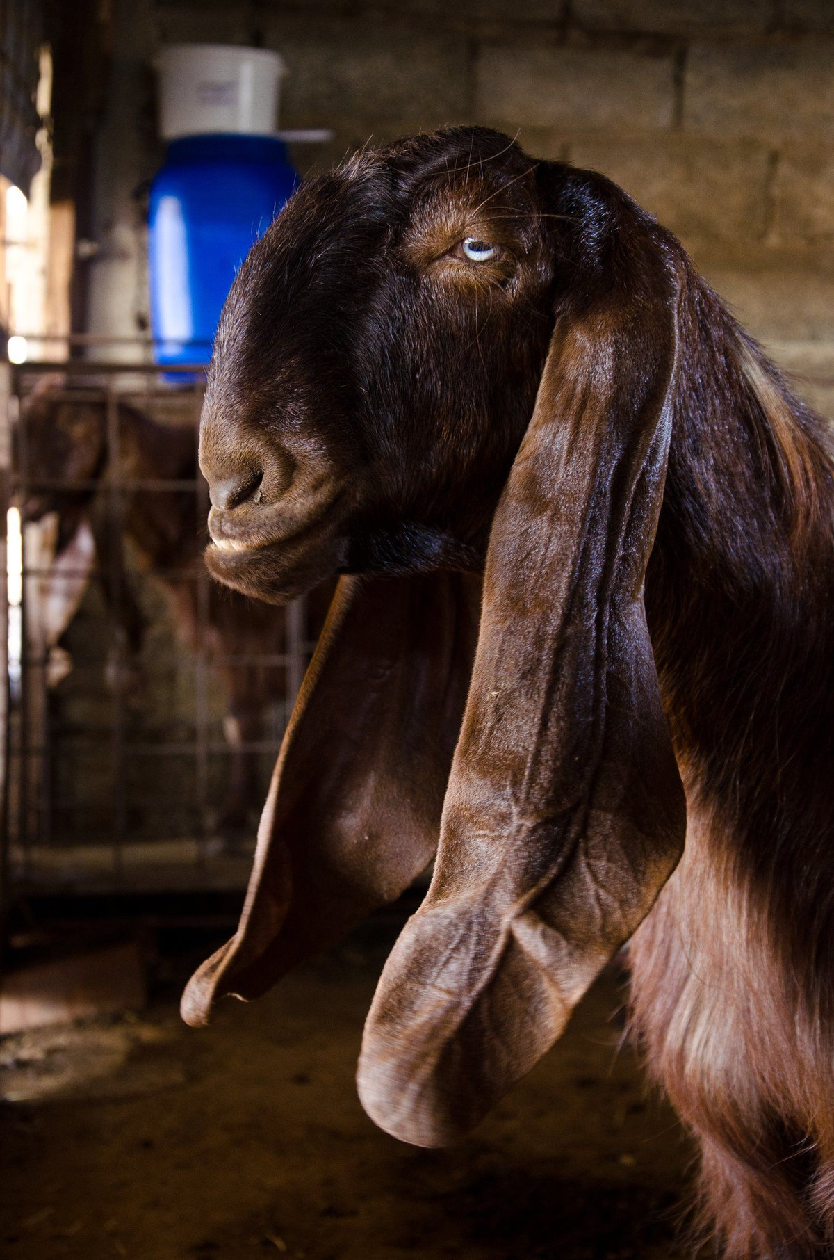 Một trong những đặc điểm nổi bật của dê Damascus là đôi tai siêu dài. Do đó, nhiều người nuôi sẽ cắt bớt, chỉ giữ lại phần tai có chứa sụn. Ảnh: a4vn.