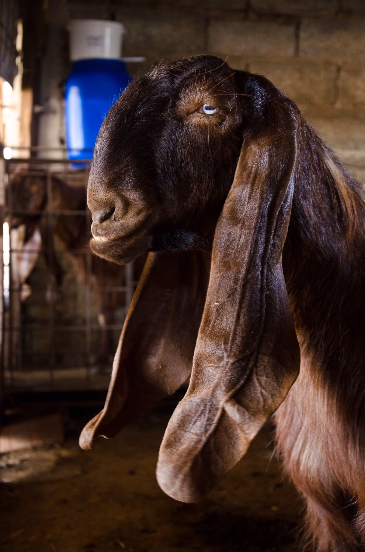 Một trong những đặc điểm nổi bật của dê Damascus là đôi tai siêu dài. Do đó, nhiều người nuôi sẽ cắt bớt, chỉ giữ lại phần tai có chứa sụn. Ảnh: a4vn.