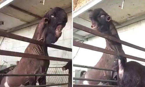 Tuy nhiên, ở Ả Rập Saudi và Li-băng, dê Damascus lại được đánh giá là đẹp. Ảnh: tienphong.