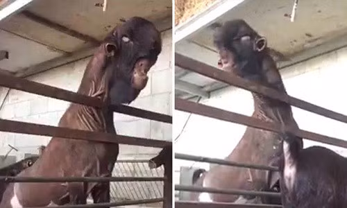 Tuy nhiên, ở Ả Rập Saudi và Li-băng, dê Damascus lại được đánh giá là đẹp. Ảnh: tienphong.