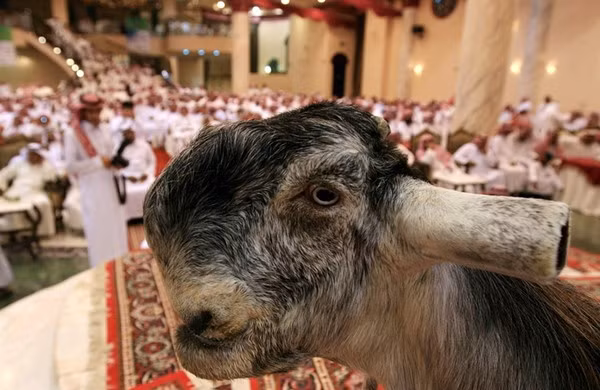  Dê Damascus có ngoại hình xấu xí như một sản phẩm của phẫu thuật thẩm mỹ hỏng với chiếc mũi khoằm, môi dưới trề ra, hai mắt cách xa nhau, trán nhô ra và phần miệng móm mém. Ảnh: kythuatnuoitrong.