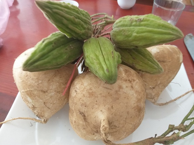  Quả mắc sim một loại quả rừng có hình dáng khá giống quả mướp đắng, màu xanh, dài khoảng 5 – 7cm, vỏ xù xì và hơi ráp. Ảnh: hoinhanong.