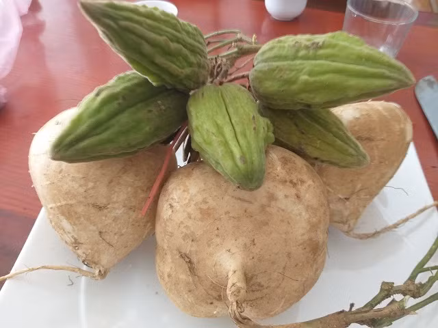  Quả mắc sim một loại quả rừng có hình dáng khá giống quả mướp đắng, màu xanh, dài khoảng 5 – 7cm, vỏ xù xì và hơi ráp. Ảnh: hoinhanong.