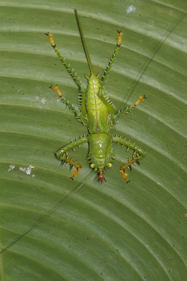 Thức ăn của châu chấu nhím chủ yếu là cỏ và đôi khi là một số loài côn trùng nhỏ. Ảnh: kenh14cdn.