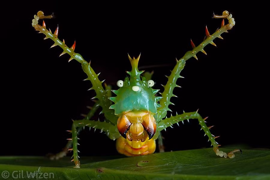 Châu chấu nhím có đầu lớn hơn đầu châu chấu và trên đỉnh đầu nhú lên những chiếc gai màu hơi đo đỏ giống hệt một chiếc mũ miện vậy. Ảnh: pinimg.