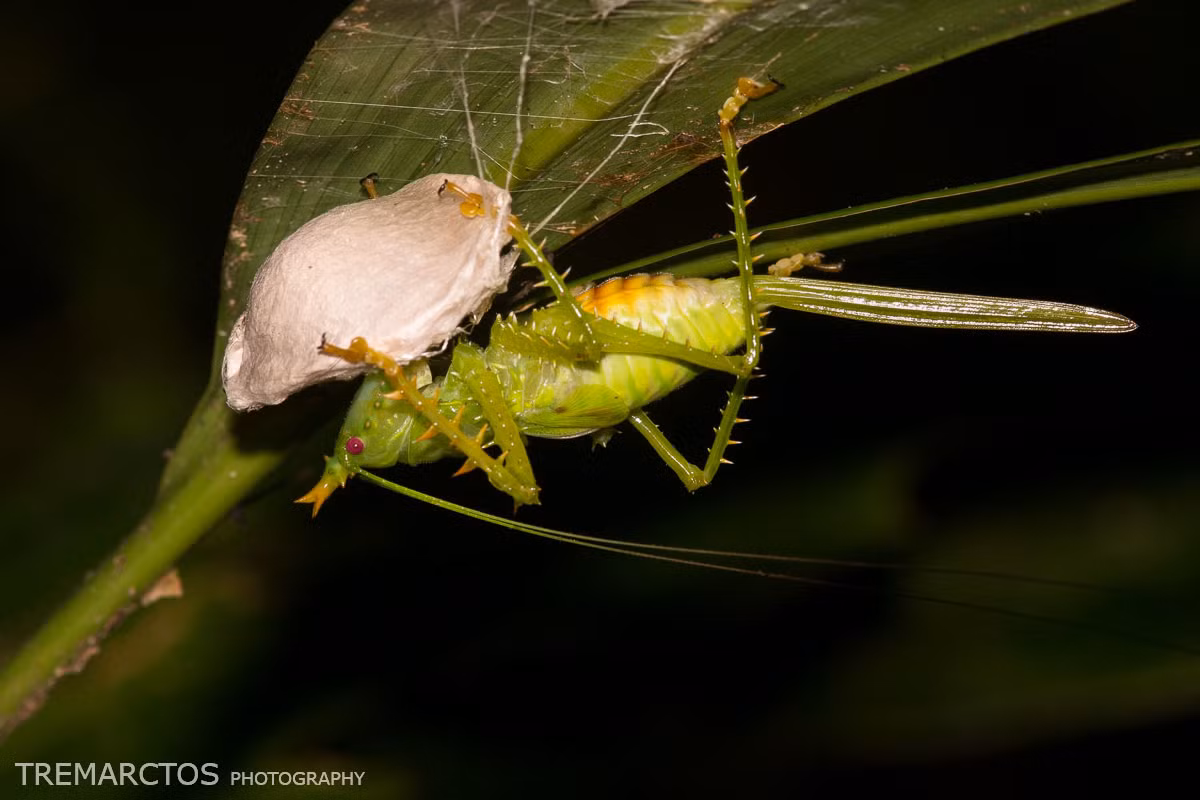 Trái với vẻ ngoài quái dị của nó, châu chấu nhím lại khá hiền lành. Ảnh: tremarctos.