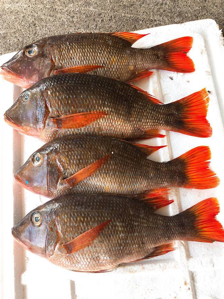 Cá hè đốm cam có mõm ngắn, đầu có màu nâu hoặc xám, đôi mắt lớn để kiếm ăn trong bóng tối, vây đuôi màu cam sáng đặc trưng. Ảnh: facebook.