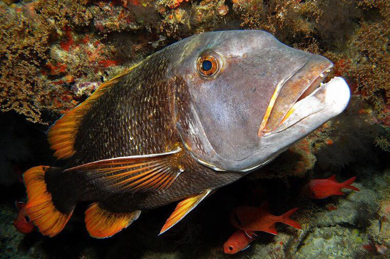 Cá hè đốm cam được coi là loài cá có giá trị kinh tế cao và rất được ưa chuộng bởi các tay câu cá thể thao. Ảnh: facebook.