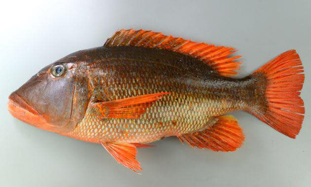 Cá hè đốm cam sống trong các kênh, sườn dốc của các rạn san hô bên ngoài và đáy mềm liền kề. Ảnh: facebook.