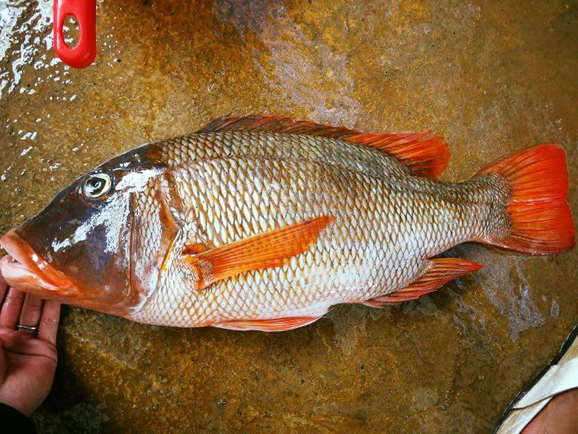 Trên thế giới, cá hè đốm cam phân bố ở rất nhiều nơi như vùng biển Đông Phi, phía đông quần đảo Tuamotus và quần đảo Society, Úc, …Ảnh: facebook.