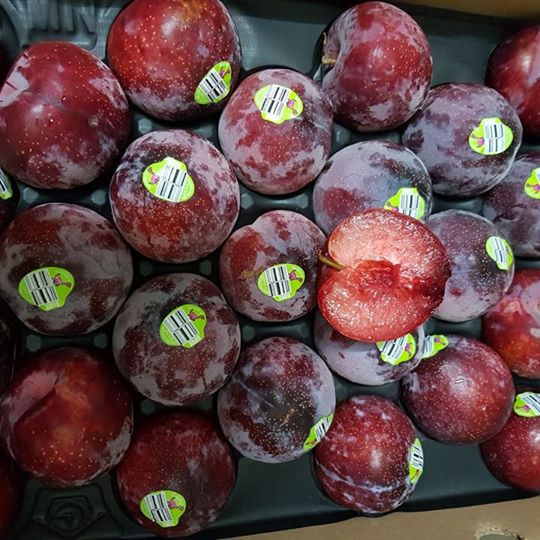 Mận khủng long Mỹ được bán ra trên thị trường từ 350.000 – 450.000 đồng/kg tùy kích cỡ và chất lượng, đắt hơn gấp 10 lần so với mận ta. Ảnh: goldfruit.