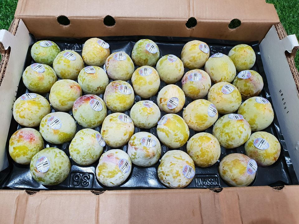 Khi ăn mận khủng long Mỹ phần vỏ có cảm giác giòn tan, thịt quả có vị ngọt lịm, chứa rất nhiều nước. Ảnh: nguoiduatin.