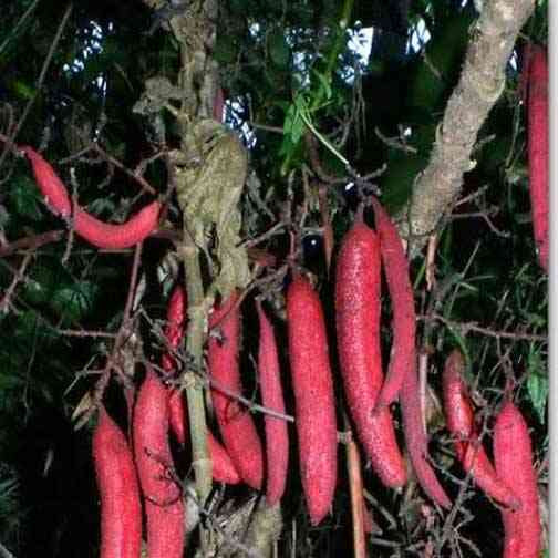 Ở Việt Nam, cây bòi vịt thường chỉ thấy mọc ở một số tỉnh miền núi phía Tây Bắc như: Sơn La, Hòa Bình, Yên Bái…và một số tỉnh lân cận. Ảnh: caythuoc.