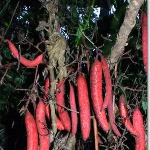 Ở Việt Nam, cây bòi vịt thường chỉ thấy mọc ở một số tỉnh miền núi phía Tây Bắc như: Sơn La, Hòa Bình, Yên Bái…và một số tỉnh lân cận. Ảnh: caythuoc.