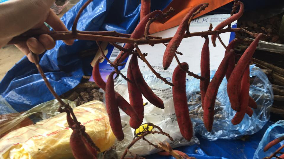 Cây bòi vịt còn có tên gọi khác là cây rạo rực hay cây chí câu ló. Ảnh: meochuayeusinhly.