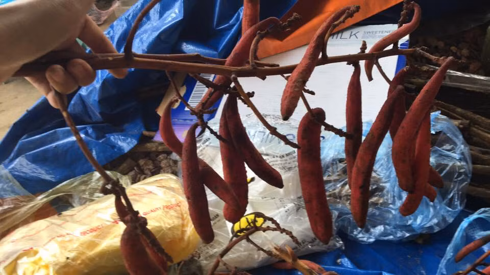 Cây bòi vịt còn có tên gọi khác là cây rạo rực hay cây chí câu ló. Ảnh: meochuayeusinhly.