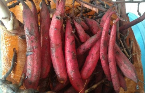 Cây bòi vịt có tên gọi như vậy là do hình dáng quả của nó rất giống với bộ phận sinh dục của con vịt. Ảnh: chuabenhyeusinhly.