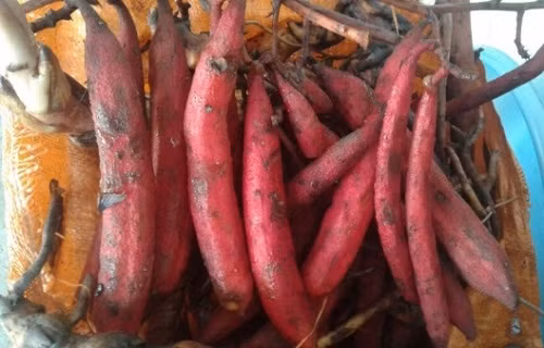 Cây bòi vịt có tên gọi như vậy là do hình dáng quả của nó rất giống với bộ phận sinh dục của con vịt. Ảnh: chuabenhyeusinhly.