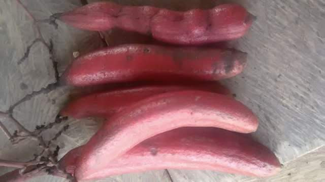 Bòi vịt là cây thân gỗ nhỏ, cao từ 1m - 2m, sống lâu năm, hoa màu vàng, rễ màu đen. Quả và rễ bòi vịt là những bộ phận được dùng làm thuốc. Ảnh: rungvangtaybac.