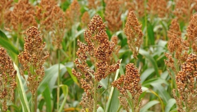 Trên thế giới, cây cao lương được trồng nhiều ở Mỹ, Ấn Độ, Nigeria, Trung Quốc, Mexico, Sudan và Argentina. Ảnh: motthegioi.