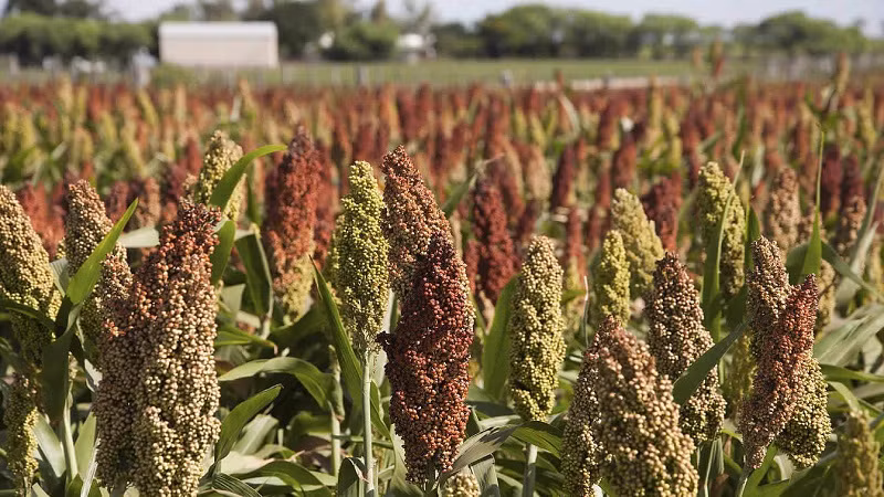  Cây cao lương có tên khoa học là Sorghum bicolor, có nguồn gốc từ khu vực nhiệt đới và cận nhiệt đới trên mọi châu lục cũng như ở châu Đại Dương và khu vực Australasia. Ảnh: blogcaycanh.