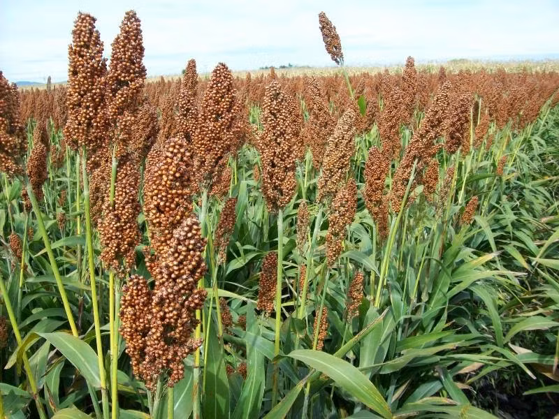 Ngoài ra, cây lúa miến cũng được trồng làm cỏ tươi. Ảnh: motthegioi.