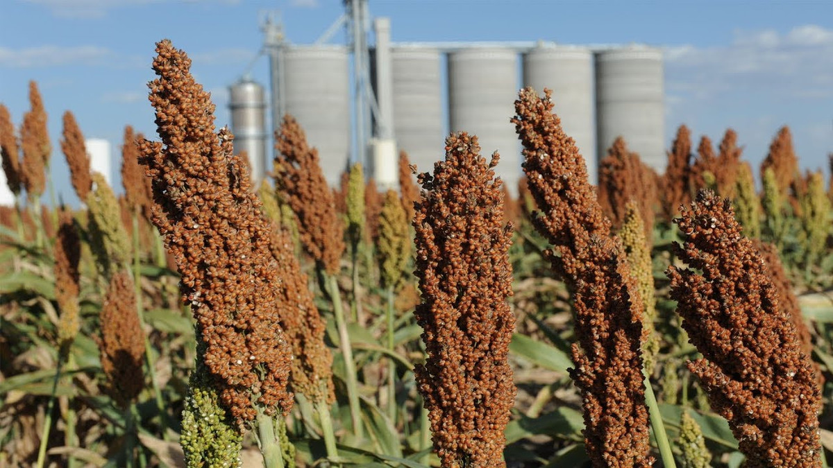 Cây cao lương có nhiều công dụng như được sử dụng như một nguyên liệu làm bánh mì, bánh quy, tinh bột, đường, xi rô, cồn, bia, sản xuất mạch nha. Ảnh: ytimg.