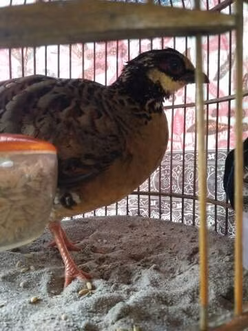 Gà so cổ hung sống trong các khu rừng, các trảng cây bụi và đồn điền ẩm thấp nhiệt đới và cận nhiệt đới hay các vùng chân đồi, tại độ cao khoảng 120m – 600m. Ảnh: chodocu.