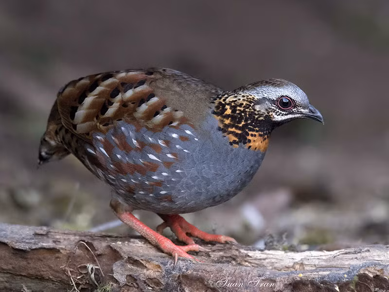 Thức ăn của gà so cổ hung là giun đất, các loại côn trùng cánh cứng và các loại quả cây có thịt mềm và hạt quả cây cỡ nhỏ trong rừng. Ảnh: birdwatchingvietnam. 