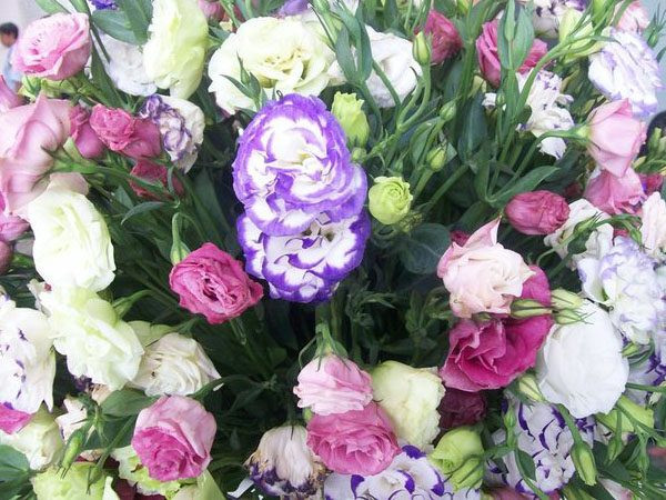 Hoa cát tường có nhiều màu sắc từ hồng, tím, trắng, vàng, đỏ, kem… hoặc phối trộn hai màu. Ảnh: hatgiongcaytrong.