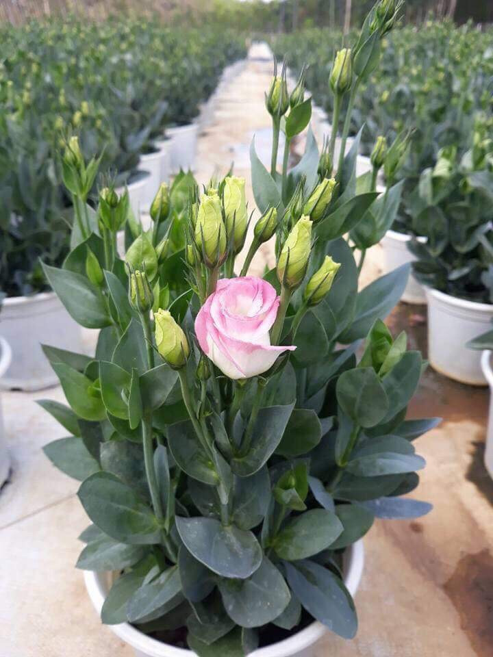 Cát tường thuộc loại cây thân thảo với chiều cao khoảng 15cm - 120cm, thân cây mảnh và dài, lá hình bầu dục thuôn nhọn ở đầu, màu xanh đậm và bóng. Ảnh: biggreen.