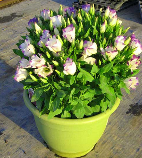 Hoa cát tường nở từ mùa hè đến xuân. Loài hoa này rất bền, có thể 2-3 tuần mới tàn. Ảnh: lamnong.