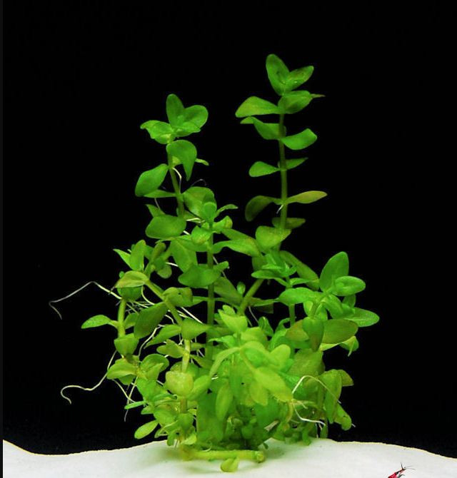 Cây Lệ nhi có nguồn gốc ở miền nam nước Mỹ. Ảnh: loveitopcdn.