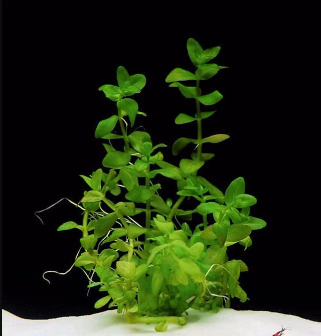 Cây Lệ nhi có nguồn gốc ở miền nam nước Mỹ. Ảnh: loveitopcdn.