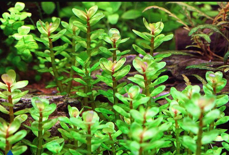 Một trong những đặc điểm đặc trưng nhất của cây Lệ nhi là mùi chanh do lá phát ra khi bị nghiền nát. Ảnh: shopthuysinh.