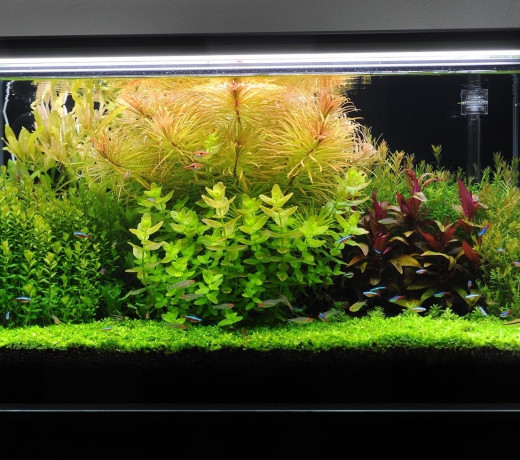 Khi tới độ trưởng thành cây sẽ có những hoa nhỏ màu tím nhạt rất đẹp. Ảnh: phuongnhiaquarium.