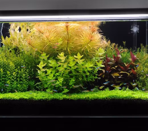 Khi tới độ trưởng thành cây sẽ có những hoa nhỏ màu tím nhạt rất đẹp. Ảnh: phuongnhiaquarium.