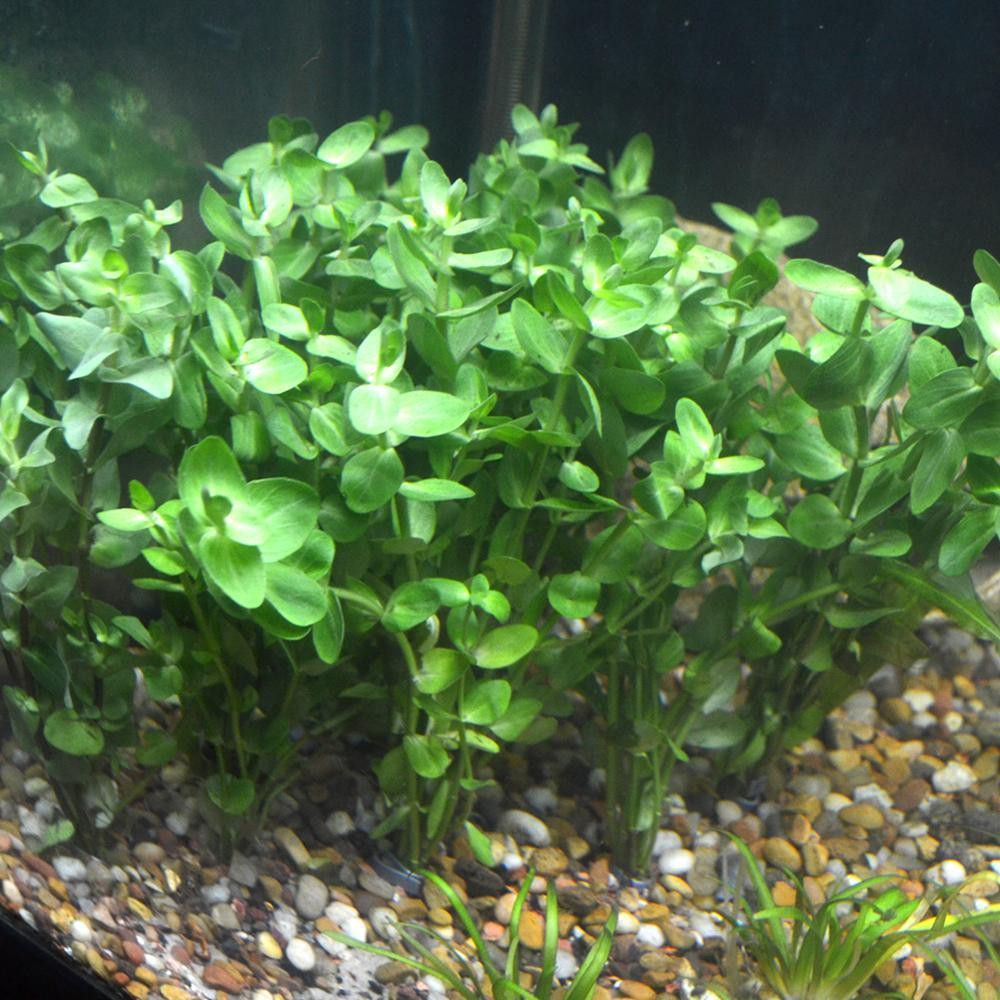 Cây Lệ nhi sinh trưởng và phát triển chậm. Ảnh: sinhvatcanh.