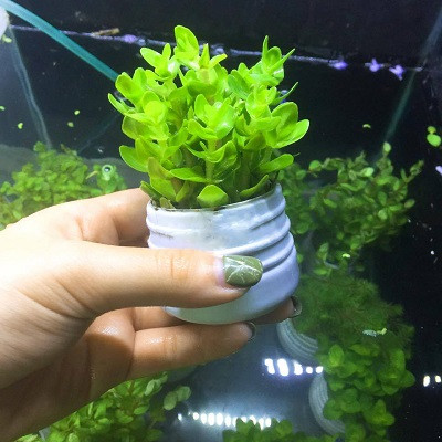  Cây Lệ nhi có tên khoa học là Bacopa caroliniana. Nó còn có tên gọi khác là cây móng tay. Đây là một loài thực vật có hoa trong họ Mã đề. Ảnh: cacanhkimgiang.