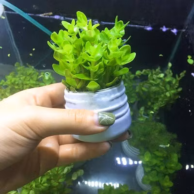  Cây Lệ nhi có tên khoa học là Bacopa caroliniana. Nó còn có tên gọi khác là cây móng tay. Đây là một loài thực vật có hoa trong họ Mã đề. Ảnh: cacanhkimgiang.