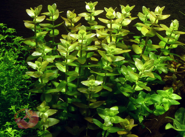 Cây Lệ nhi có cấu trúc thân dài, chiều cao 20-30cm, tán rộng 3-6cm. Loài cây này rất dễ trồng, chỉ cần ngắt 1 phần thân kèm theo lá và cắm thẳng xuống đất thì cây có thể phát triển thành cây mới. Ảnh: carong1068.