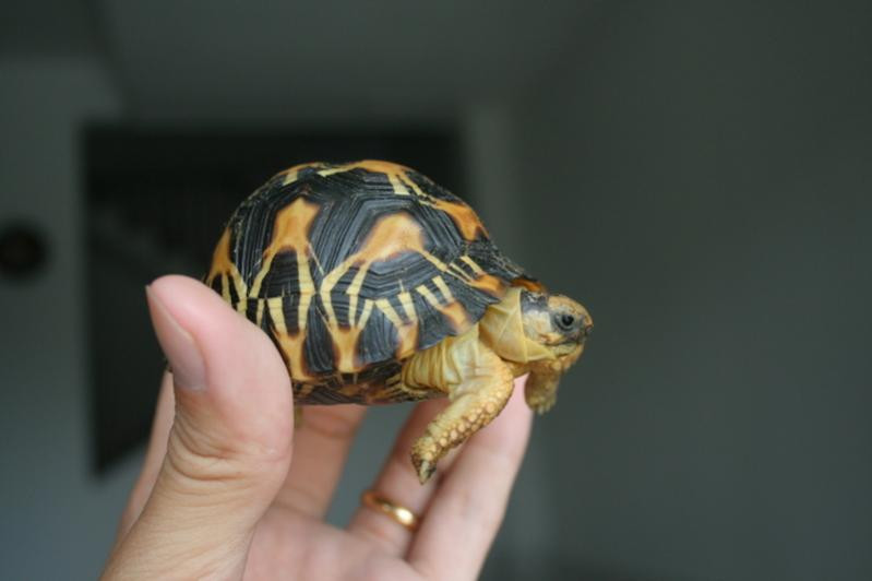 Rùa lưỡi cày hiện đang có nguy cơ tuyệt chủng do nạn buôn bán bất hợp pháp quốc tế. Thậm chí, nếu không có những biện pháp bảo vệ, các nhà khoa học dự đoán chúng sẽ tuyệt chủng trong 30 năm tới. Ảnh: dkn.