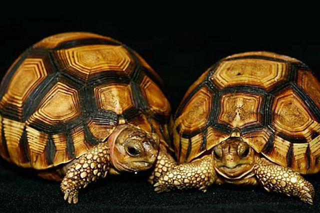 Rùa lưỡi cày có màu sắc và cấu trúc vỏ rất bắt mắt. Yếm của chúng vươn cong về phía cổ họng nên nó có hình dạng giống lưỡi cày. Ảnh: wordpress.